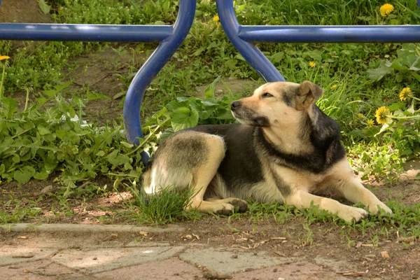 Kutya Vagy Háziállat Canis Lupus Familiaris Vagy Canis Familiaris — Stock Fotó