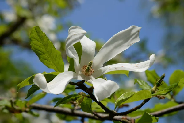 Magnolia, manolya familyasından büyük bir bitki cinsidir.