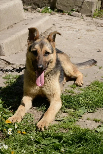 Német Juhász Deutscher Schferhund — Stock Fotó