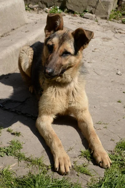 Alman Çoban Köpeği (Deutscher Schferhund)