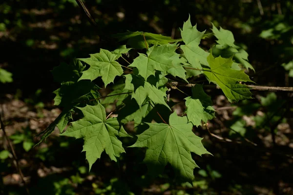 Yaygın Veya Keskin Yapraklı Akçaağaç Acer Platanoides — Stok fotoğraf