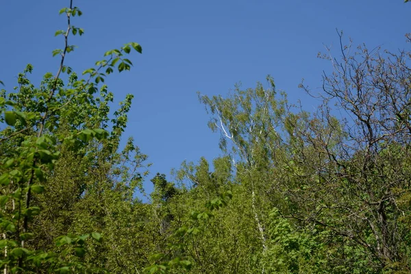 Sessiz köşe güzel doğa