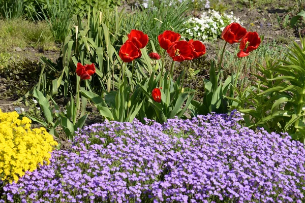 Garden Tulip Moss — стоковое фото