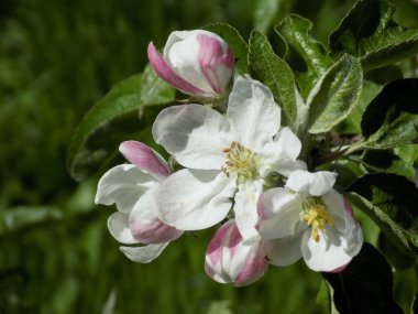 Beyaz elma çiçeği, bahar.