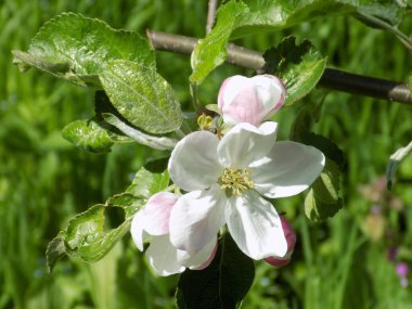 Beyaz elma çiçeği, bahar.