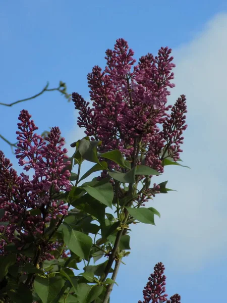 Sıradan yaban domuzu (Şırınga bayağılığı))        