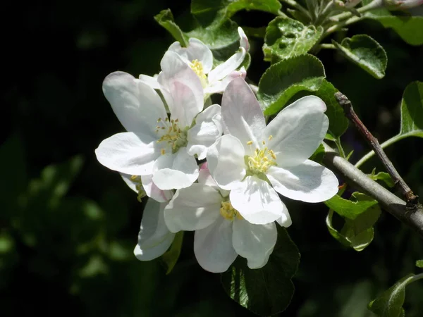 White Apple Blossom Spring — Stock Photo, Image