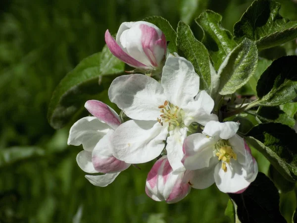 Beyaz elma çiçeği, bahar.