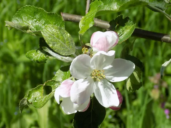 Beyaz elma çiçeği, bahar.