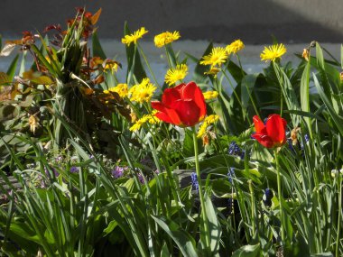 Bahçe lalesi ve doronicum, ya da keçi
