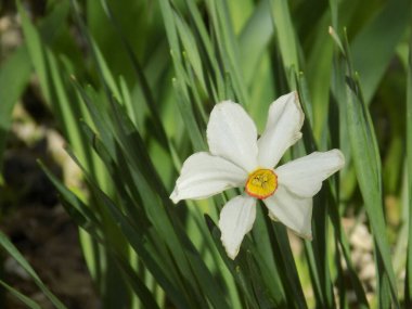 Narcissus, Narcissus, Marcis (Narcissus)