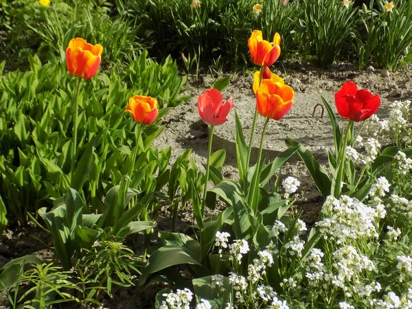 Bahçe lalesi (Tulipa gesneriana)