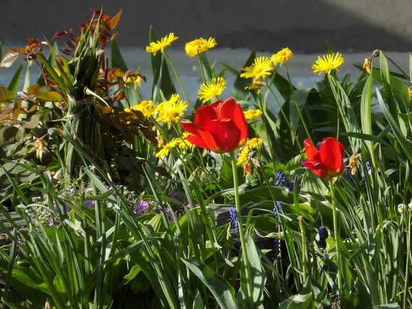 Bahçe lalesi ve doronicum, ya da keçi