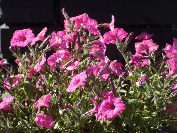 Pelargonium Rolls Pelargonium — Stock Photo, Image