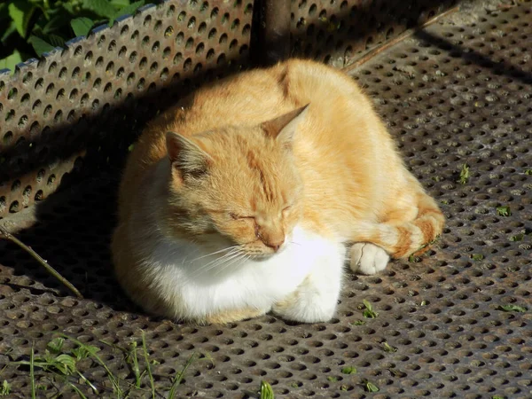 Γάτα Της Γάτας Γάτα Της Γάτας Latin Felis Silvestris Catus — Φωτογραφία Αρχείου