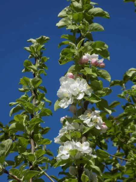 White Apple Blossom Spring — ストック写真