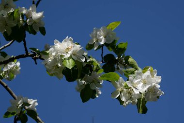 Beyaz elma çiçeği, bahar. 