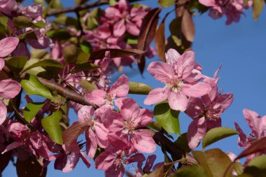 Kırmızı elmanın rengi