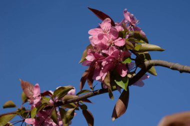 Kırmızı elmanın rengi