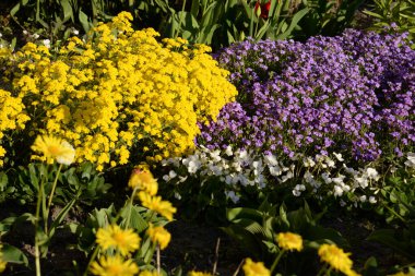 Moss (Bryophyta) daha yüksek avasküler bir spor bitkisidir..