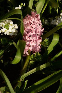 Hyacinth (lat. Hyacnthus, Asparagaceae familyasından bir bitki cinsidir..