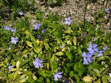 Periwinkle (Vinca) - menekşe çiçekli bir bitki cinsi (Apocynaceae))