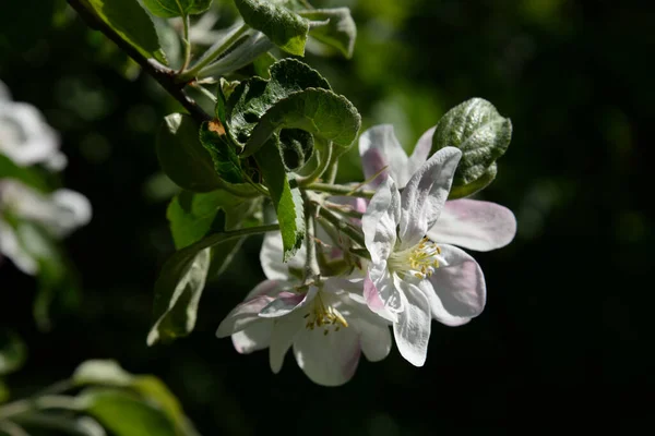 White Apple Blossom Spring — Foto de Stock