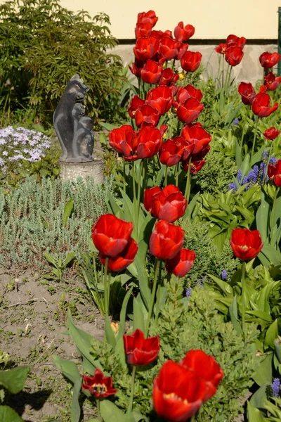 Garden Tulip Tulipa Gesneriana —  Fotos de Stock