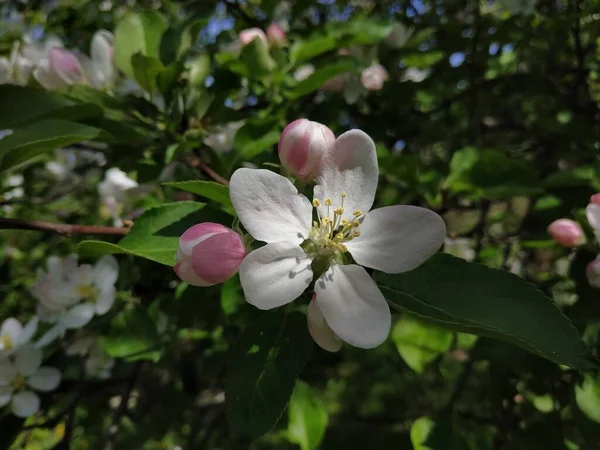 Flor Maçã Branca Primavera — Fotografia de Stock