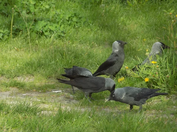 Common Jackdaw Corvus Monedula — Stock Photo, Image