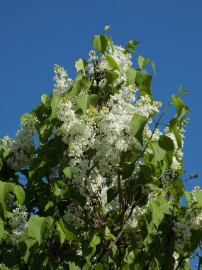 Sıradan yaban domuzu (Şırınga bayağılığı))          