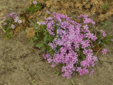 Moss (Bryophyta) daha yüksek avasküler bir spor bitkisidir..