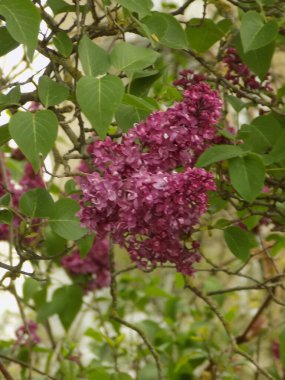  Sıradan yaban domuzu (Şırınga bayağılığı))         