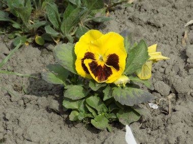  Violet üç renkli, vahşi nonoşlar         