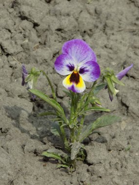  Violet üç renkli, vahşi nonoşlar         