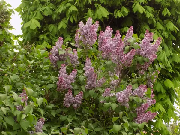 Обыкновенный Кабан Syringa Vulgaris — стоковое фото