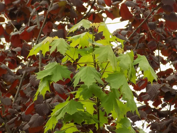 Common Sharp Leaved Maple Acer Platanoides — Stock Photo, Image