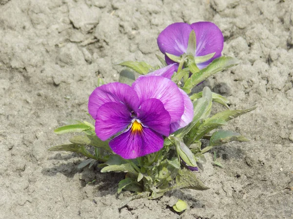  Violet üç renkli, vahşi nonoşlar         