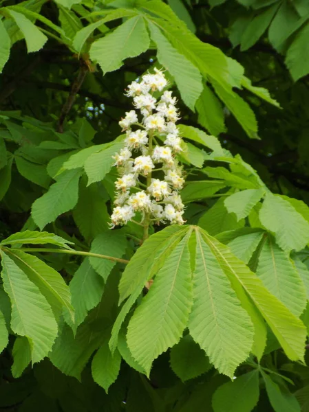 Kastanje Castanea Tourn Een Geslacht Uit Familie Beuken Poaceae — Stockfoto