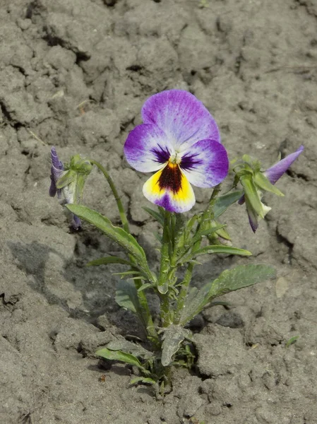  Violet üç renkli, vahşi nonoşlar         