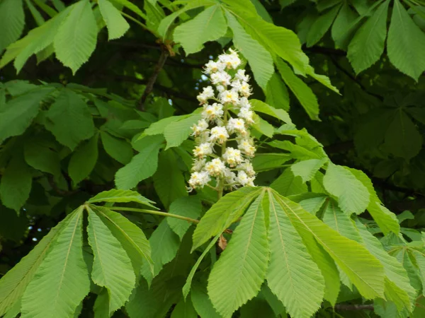 Chestnut Castanea Tourn Genus Plants Beech Family — Photo