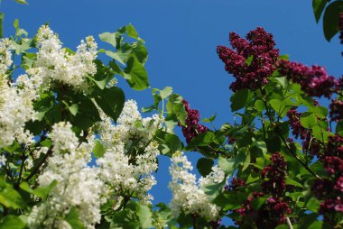 Sıradan yaban domuzu (Şırınga bayağılığı))