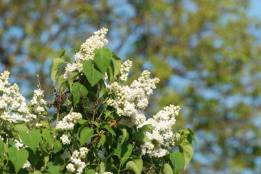 Sıradan yaban domuzu (Şırınga bayağılığı))