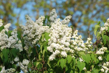 Sıradan yaban domuzu (Şırınga bayağılığı))