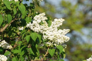 Sıradan yaban domuzu (Şırınga bayağılığı))
