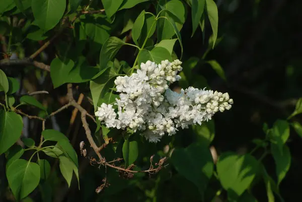 Sıradan yaban domuzu (Şırınga bayağılığı))