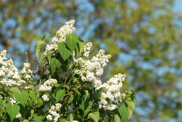 Sıradan yaban domuzu (Şırınga bayağılığı))