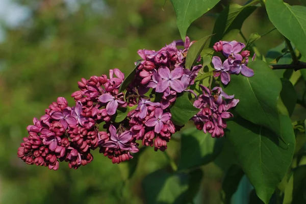 Sıradan yaban domuzu (Şırınga bayağılığı))