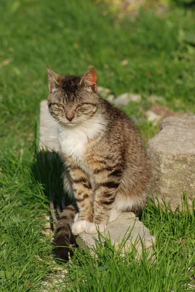 Kattens Katt Eller Kattens Katt Latin Felis Silvestris Catus Liksom — Stockfoto