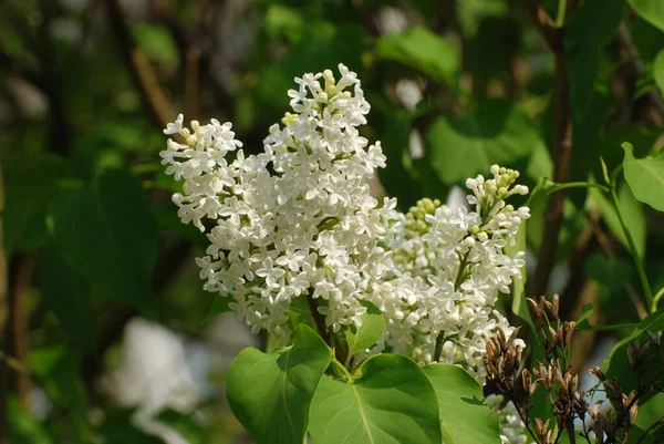 Sıradan yaban domuzu (Şırınga bayağılığı))